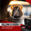 Pre-Baited Mouse Boxes - (10 Packs of 10g) 4