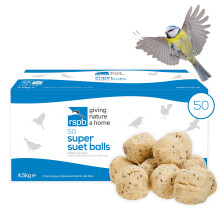 Fat Balls for Wild Birds, High Energy Food, Suet Balls for Wild Birds, Made in the UK, Suitable for Year-round Feeding (Box of 50) - RSPB