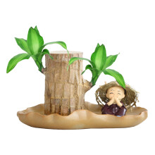 Indoor Air Purifying Plant Brazilian Wood Small Tree Stump Decor Low Light Easy Care for Desk or Room