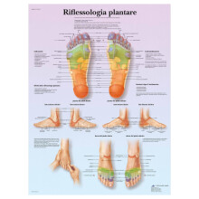 VR4810L Agopuntura Por Il Corpo Paper Laminate Print, 18x24 Inches, Durable, High-Quality Educational Material