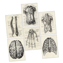 Human Anatomy Chart 6Piece Decorative Skeleton Model Poster Set Anatomical Posters for Learning