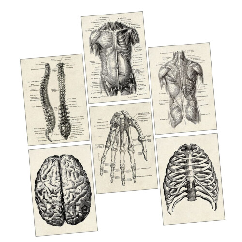 Human Anatomy Chart 6Piece Decorative Skeleton Model Poster Set Anatomical Posters for Learning