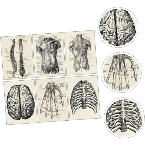 Human Anatomy Chart 6Piece Decorative Skeleton Model Poster Set Anatomical Posters for Learning 1
