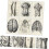 Human Anatomy Chart 6Piece Decorative Skeleton Model Poster Set Anatomical Posters for Learning 4