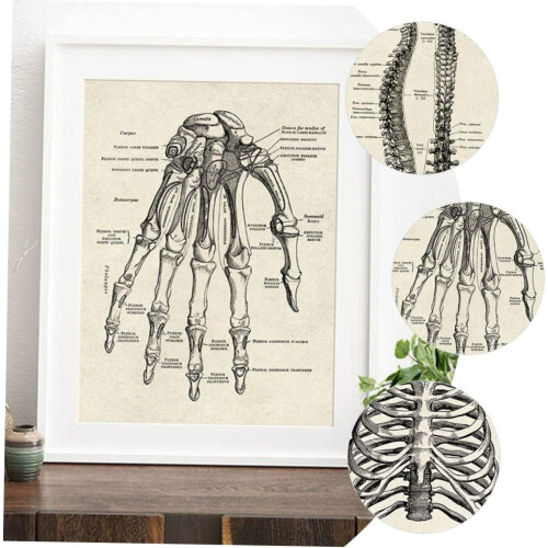 Human Anatomy Chart 6Piece Decorative Skeleton Model Poster Set Anatomical Posters for Learning 2