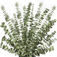 12Pcs Dried Eucalyptus Branches Greenery Stems,17 Inch  Real Natural Live Eucalyptus Leaves Plant Greenery Decor