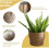 Wicker Planter Basket with Plastic Liner for Garden Decor and MultiPurpose Storage Use 4