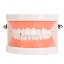 Dental Teaching Study Supplies Standard Teeth Model with Demonstration Toothbrush Lifelike Structure Non Removable Teeth Set for Kindergarten
