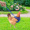 Chicken Harness Adjustable Buckle Fit with Leash for Poultry Walking Training Blue Size L 2