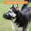 Dog Muzzle, Basket Muzzle for Biting, Chewing and 7