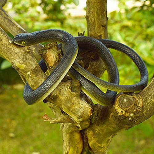 Snake Prank with String Clip - on Prank,Snake A Pr 2