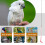 Pet Bird Harness and Leash,Adjustable Parrot Bird 6