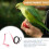 Pet Bird Harness and Leash,Adjustable Parrot Bird 7