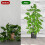 Plastic Moss Pole, Extended to 25Inch, Sphagnum is 5