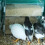 Parrot Feeder Box Acrylic Feeding Container No-Mes 3