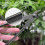 20cm Round Edge Steel Garden Pruning Wire Drawing 2
