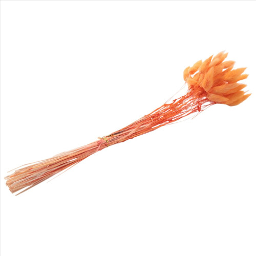 60Pcs Fall Dried Flowers Bunny Lagurus Ovatus Tail