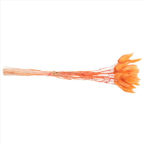 60Pcs Fall Dried Flowers Bunny Lagurus Ovatus Tail 1