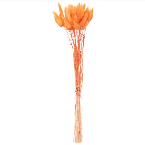 60Pcs Fall Dried Flowers Bunny Lagurus Ovatus Tail 2