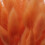 60Pcs Fall Dried Flowers Bunny Lagurus Ovatus Tail 9