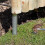 Smart Garden Smart Garden Log Roll Stakes 3-PK 1
