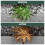 Weedblast Rootkill Weedkiller 2.5L Litre, Ready to use Glyphosate Weed Killer, Long Hose Trigger 3