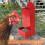 2pcs Iron Chicken Feeder Grit Feeder Automatic Coop Accessories 2.6L 5