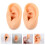 2 Pcs Ear Model Artificial Mold Silicone Piercing Body Part Simulated 9