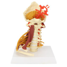 Communication médecin-patient, modèle de colonne cervicale avec muscles sous-occipitaux pour outil de démonstration pédagogique et matériau