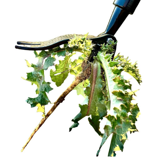 Stand Up Weed Puller 44 Inch Adjustable Handle with Cast Steel Claws and Enhanced Leverage Pedal 2