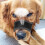 High-Quality Polyester Material Muzzle, Anti Biting Barking, Ergonomic Fit, Suitable For Socializing, Lightweight And Portable 4