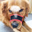High-Quality Polyester Material Muzzle, Anti Biting Barking, Ergonomic Fit, Suitable For Socializing, Lightweight And Portable 4