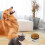 Pet Companion: Ταΐστρα ταξιδιού χωρίς διαρροές με πλωτό δίσκο, αποσπώμενη δομή για 8