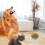 Pet Companion: Ταΐστρα ταξιδιού χωρίς διαρροές με πλωτό δίσκο, αποσπώμενη δομή για 8
