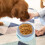 Pet Companion: Ταΐστρα ταξιδιού χωρίς διαρροές με πλωτό δίσκο, αποσπώμενη δομή για 4