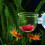 Fish Feeder Solution, Aquarium Cleaner Keeper, Securely Mounted, Ideal For Red Worms And Shrimp 4