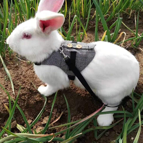 Chaleco elegante para mascotas, cómodo y transpirable, con ajuste tipo traje formal. 2