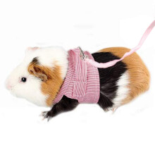 Colete para animais de estimação estiloso e divertido, perfeito para as aventuras ao ar livre do seu pet. Ideal para pequenos animais, este colete