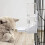 Κρήνη Pet Comfort: Αυτόματος Διανομέας για Ήσυχη, Υγιεινή Πόση 3