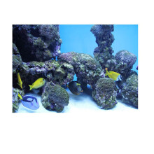 Akvariumbakgrundsaffisch Fisktankdekor 3D-effekt Korallrevscen PVC-självhäftande tapet Vattentät akvariumväggdekoration Giftfria material f