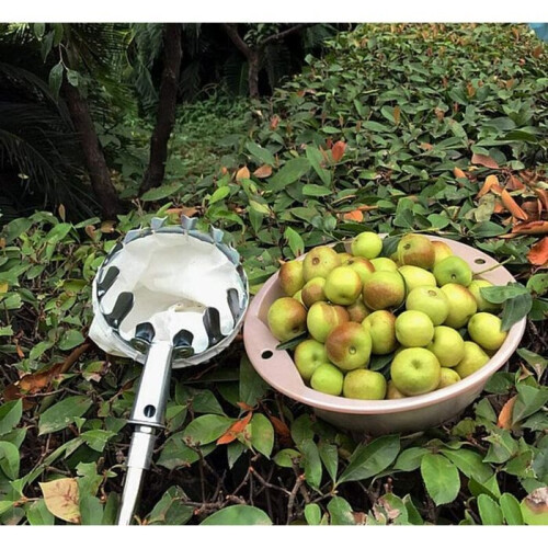 Fruit Pickers, Silver Fruit Picker, without Telescopic Metal Handle, Apple Pickers, for Apples, Pears, Oranges, Tool 2