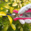 Spear & Jackson Spear & Jackson CUTTINGSET9P Colours Pink Bypass Secateurs and Snips Set 5