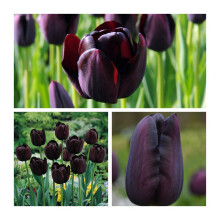Tulip Flower Bulbs - 10 x Queen of The Night Flower Bulbs Size 10/11 Luscious Black Spring Tulips. Easy to Grow