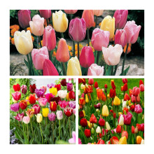 Triumph Tulip Mixed Flower Bulbs. Size 10/11. Beautiful Bright Spring Flowers. (30)