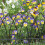 Arched Gothic Lawn Edger 5