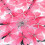 Transparent Clear Umbrella Cherry Blossom(Pink) 4
