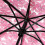 Transparent Clear Umbrella Cherry Blossom(Pink) 3