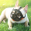Bulldog Muzzle with Eyehole Design, Skin Friendly Adjustable Mesh Dog Muzzle for Anti Biting 6