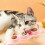 Παιχνίδια με μπάλα Catnip Silvervine: Μη τοξικά, βρώσιμα για βελτιωμένη στοματική υγεία 4