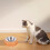 Pet Delight, Μπολ για σκύλους και γάτες από ανοξείδωτο ατσάλι, Εύκολη συντήρηση και 5
